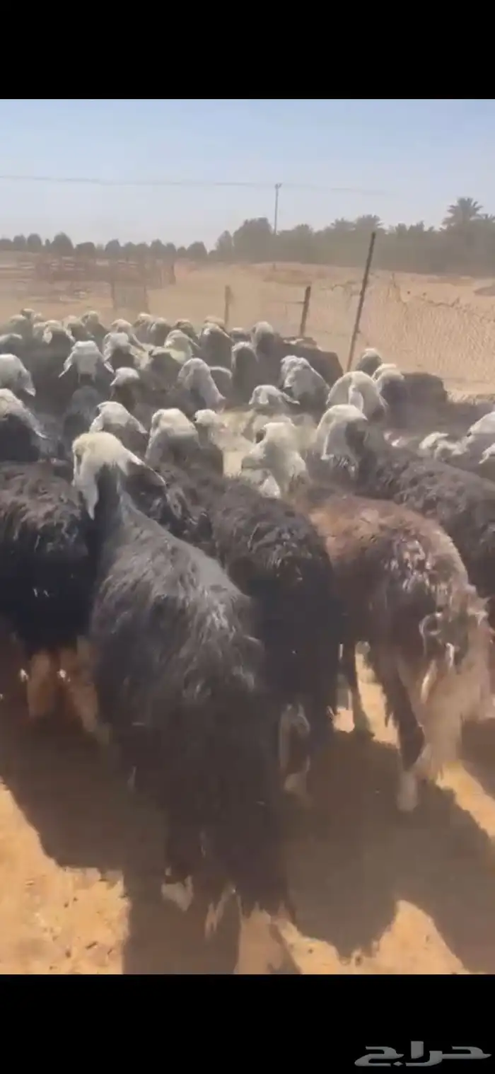 نجد دفيع شرط وليد 0