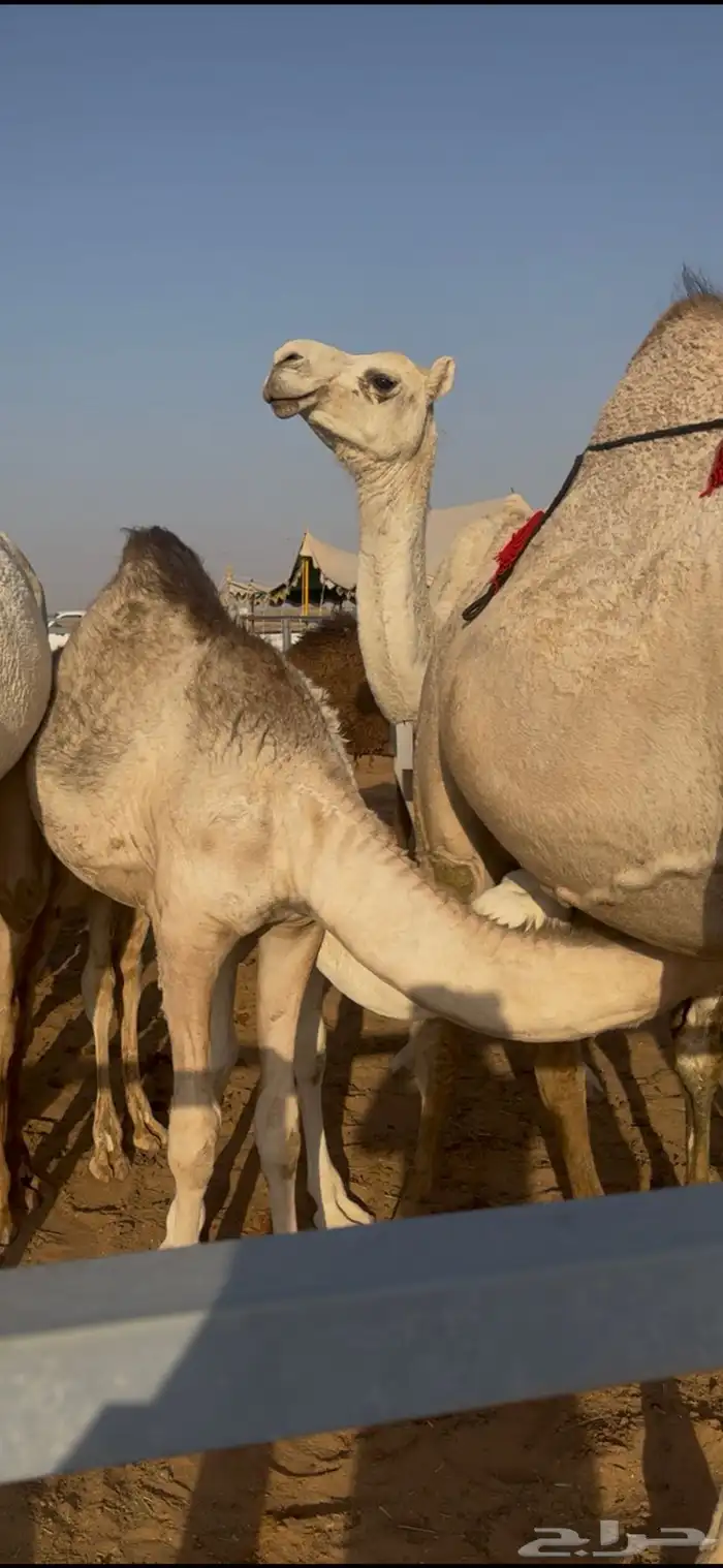 قعود كفو على حليب امه 1