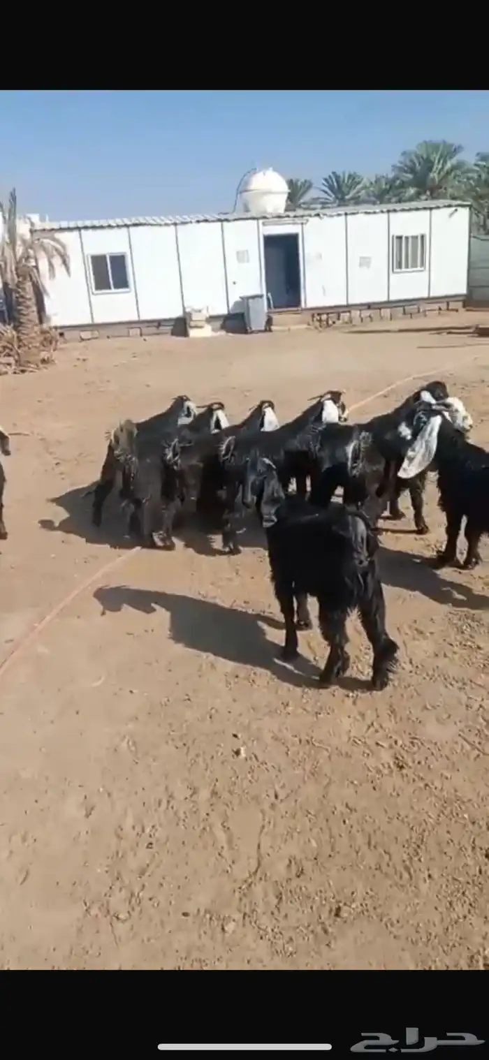 تيوس مخاصي وجفار ذبائح ثلاجات 0