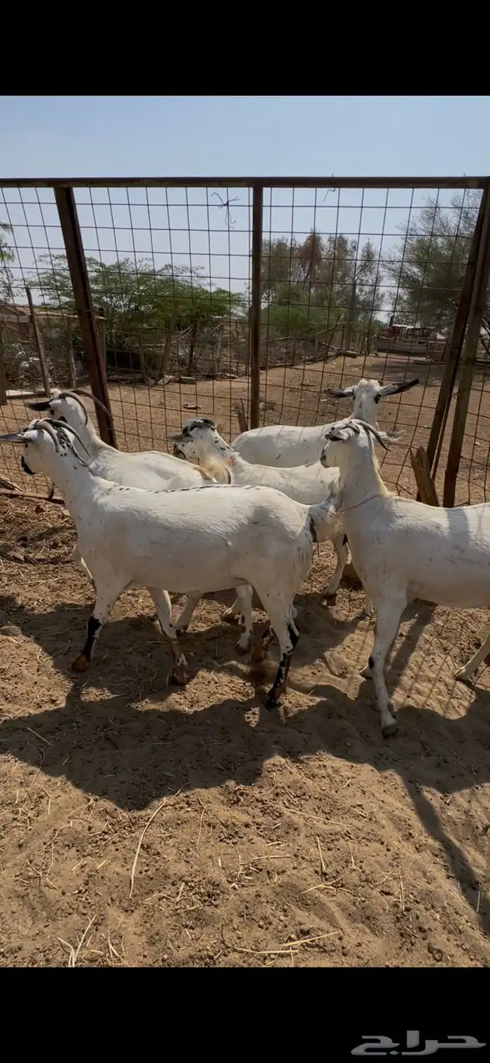 بيشيات فواخر 2