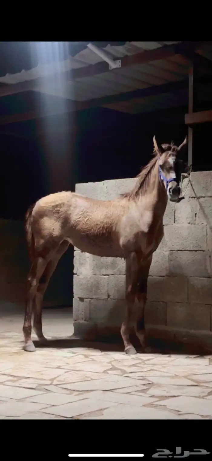 مهره شعبيه فاخره 3