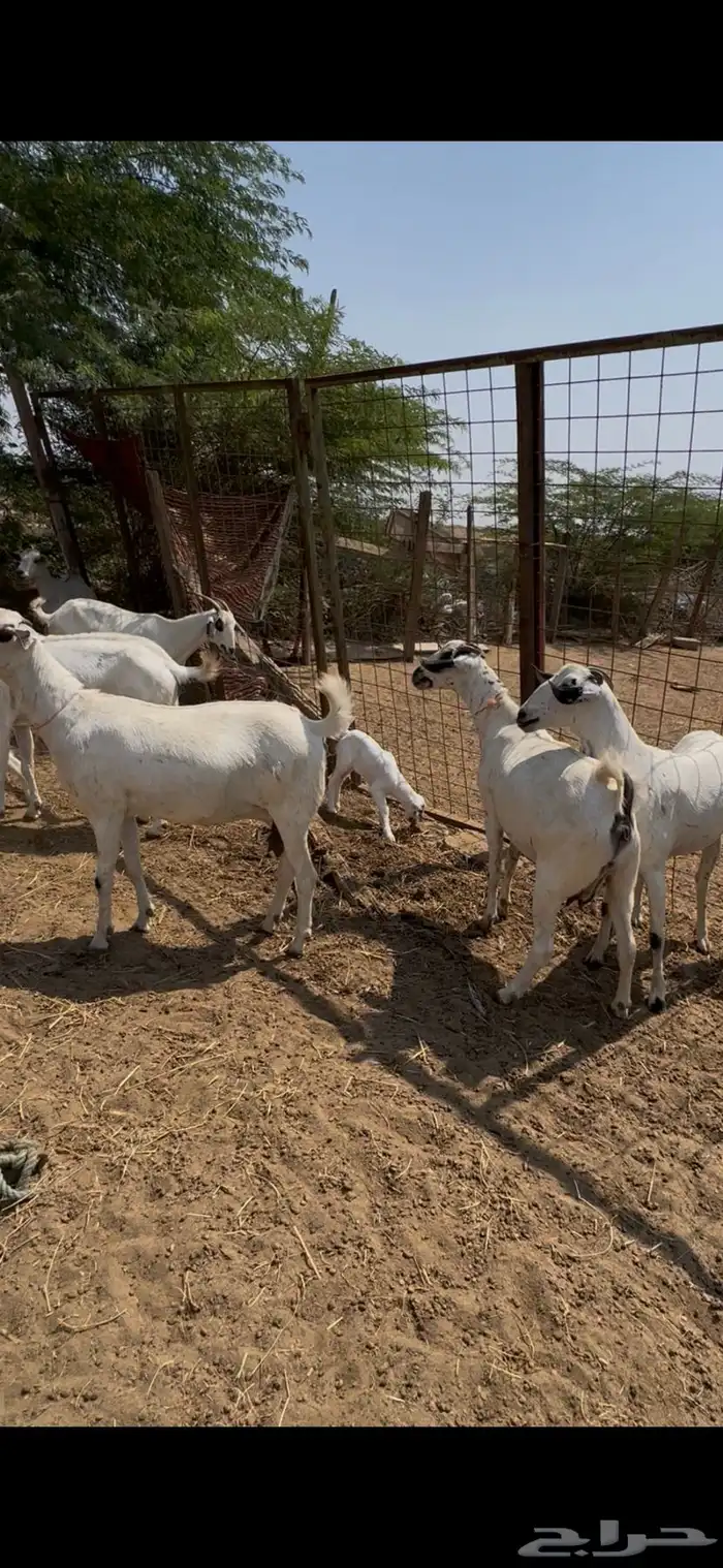 بيشيات فواخر 6