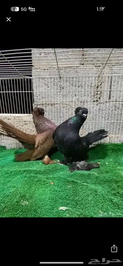 زوج كرنقو tob 0