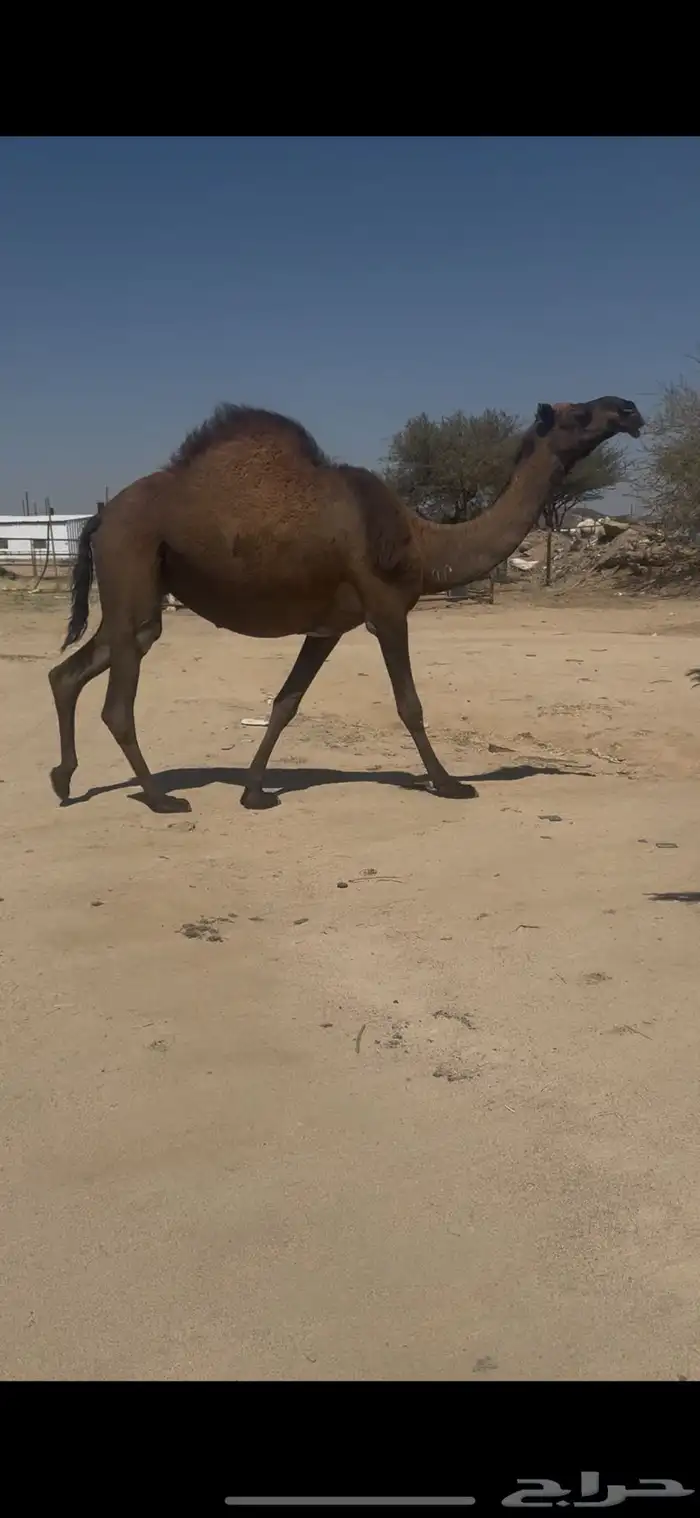 للبيع لقحتين طيبه ممشى ولون 2