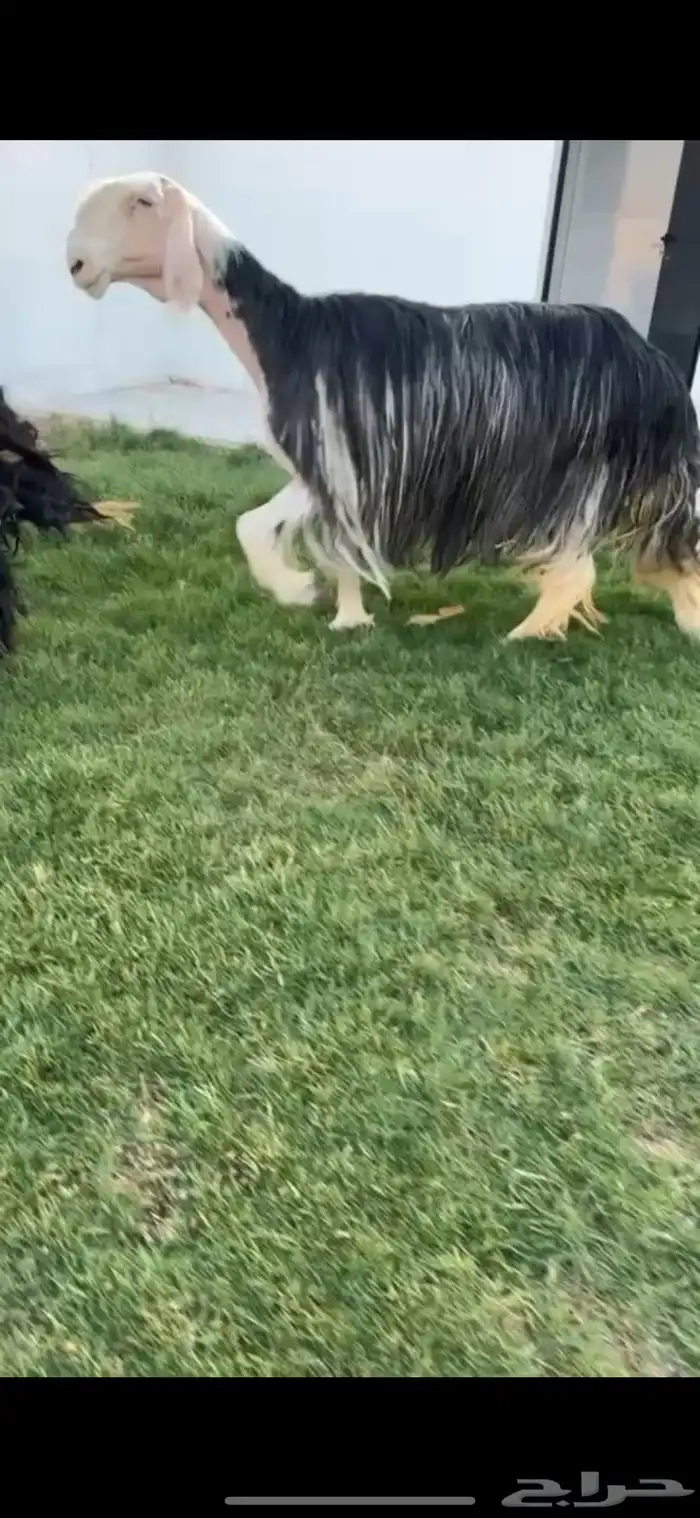 للبيع شاه نجديه كفو 0