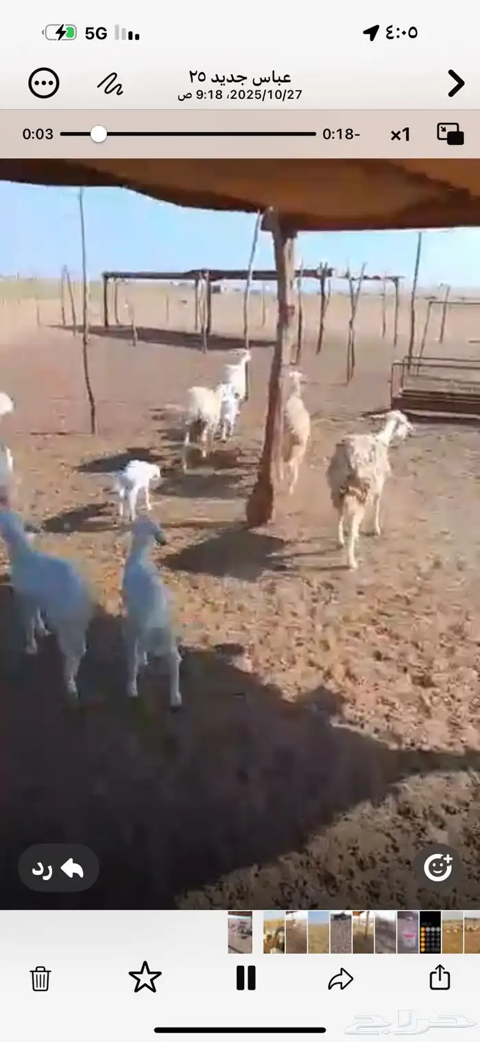 7 رخال اول ولده تحتها 7 طليان 0