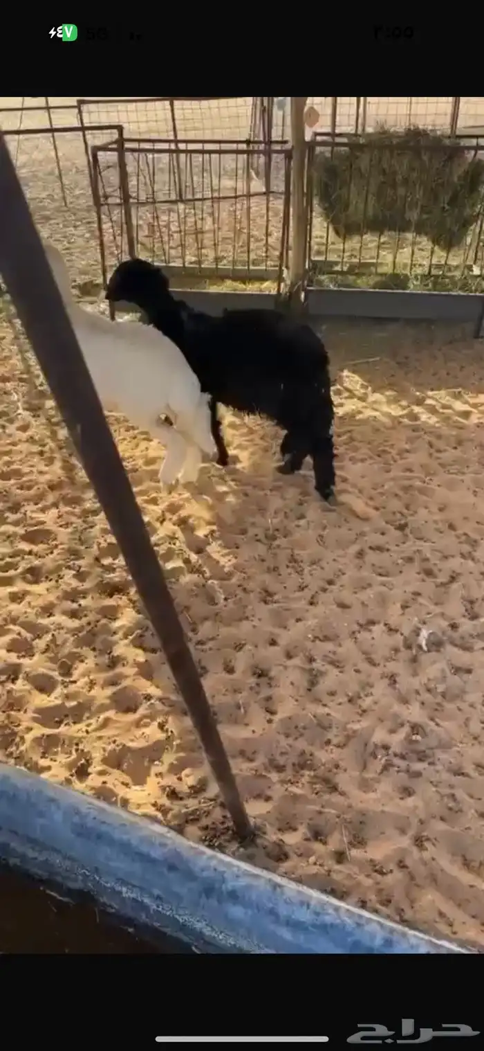 بهم حريات رخلين 2