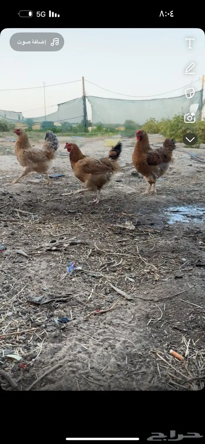 دجاج بارهم وشرط الصحة والبيض 2