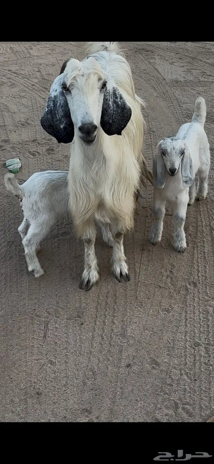 عنز مصريه بيضاء صنف والد متاومه تحتها 2 تيس وجفره 3