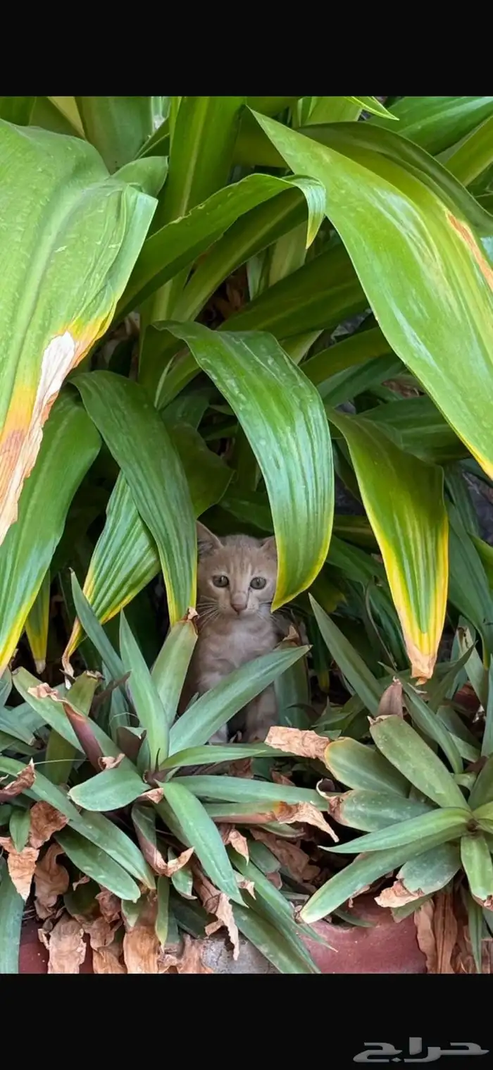 قط بلدي للتبني 0