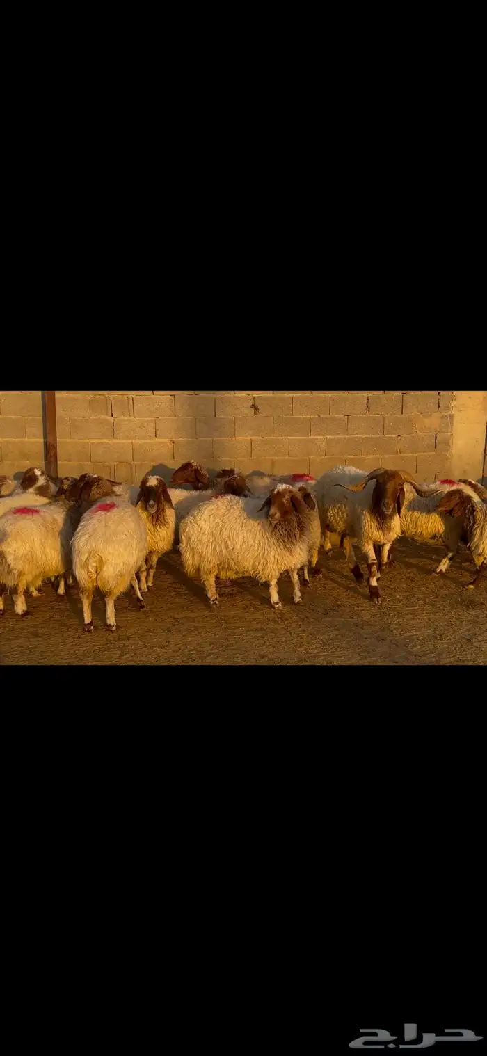 للبيع غنم نعيم طيبه وشرط الدفيع 10