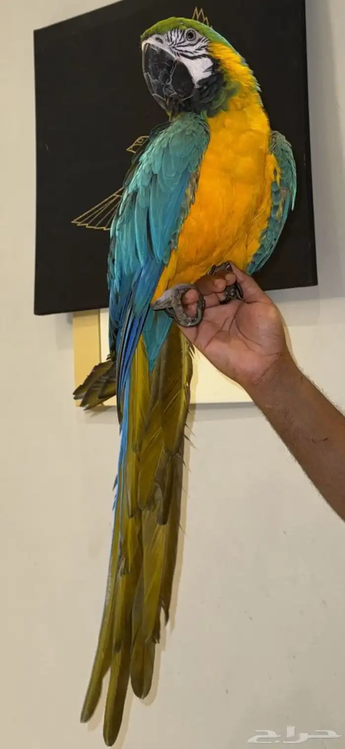 مكاو قولد أليف وهدد 0