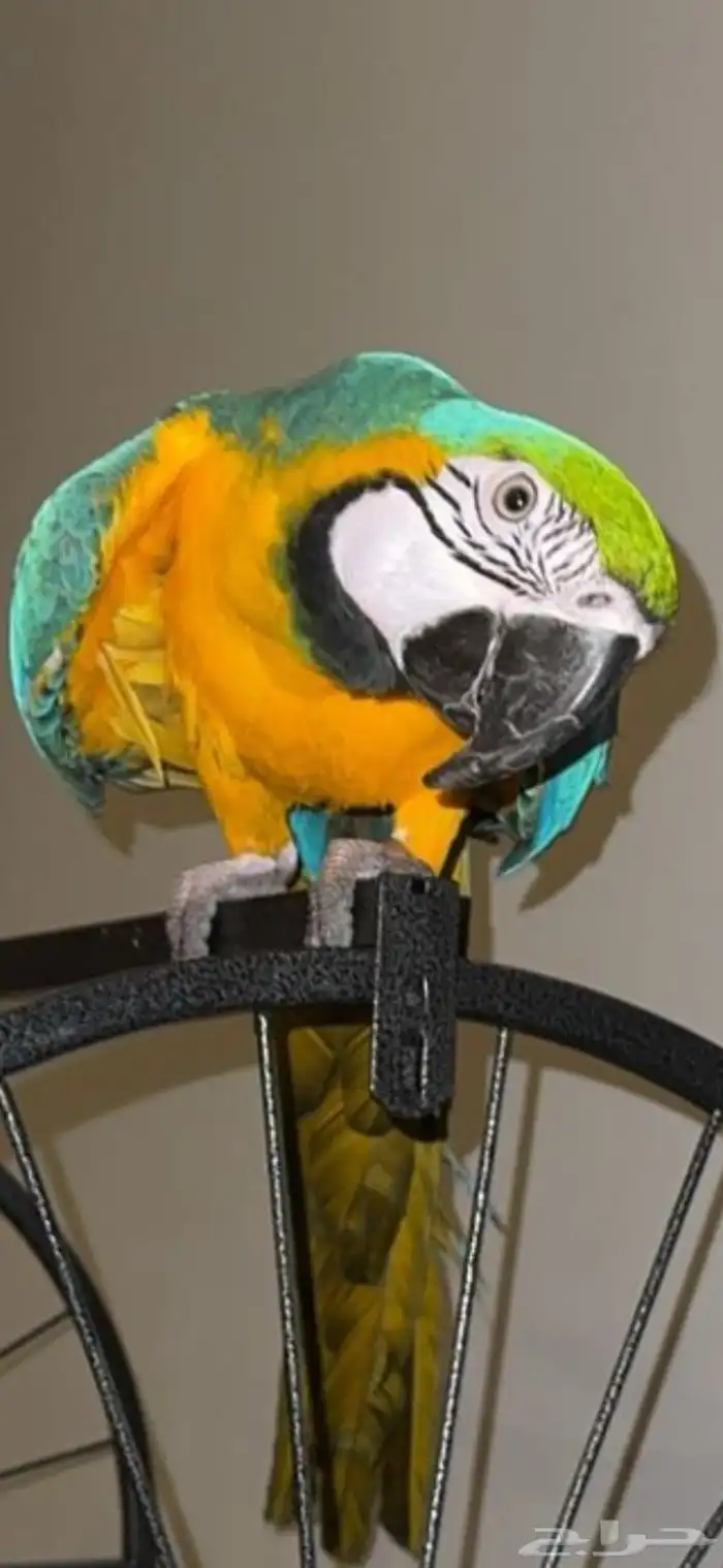 مكاو قولد أليف وهدد 1