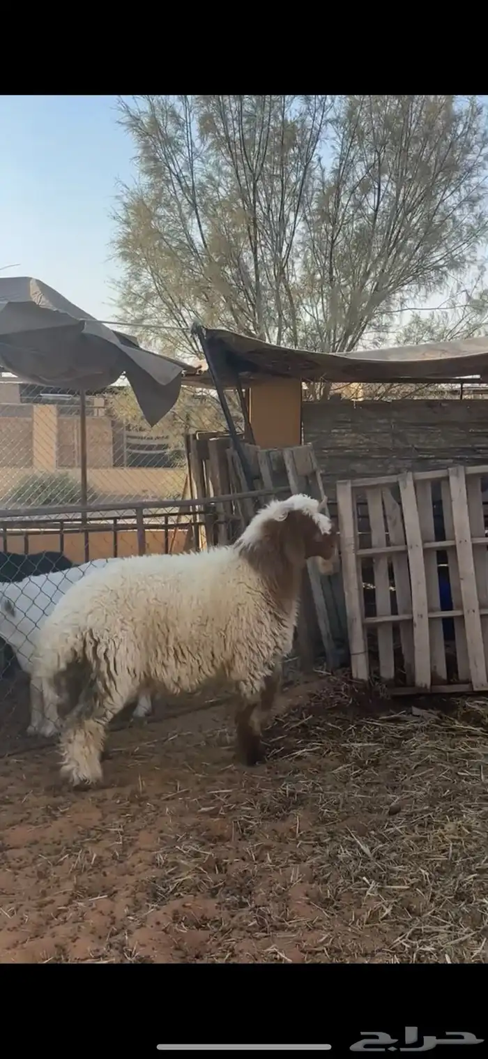 خروف نعيمي 2