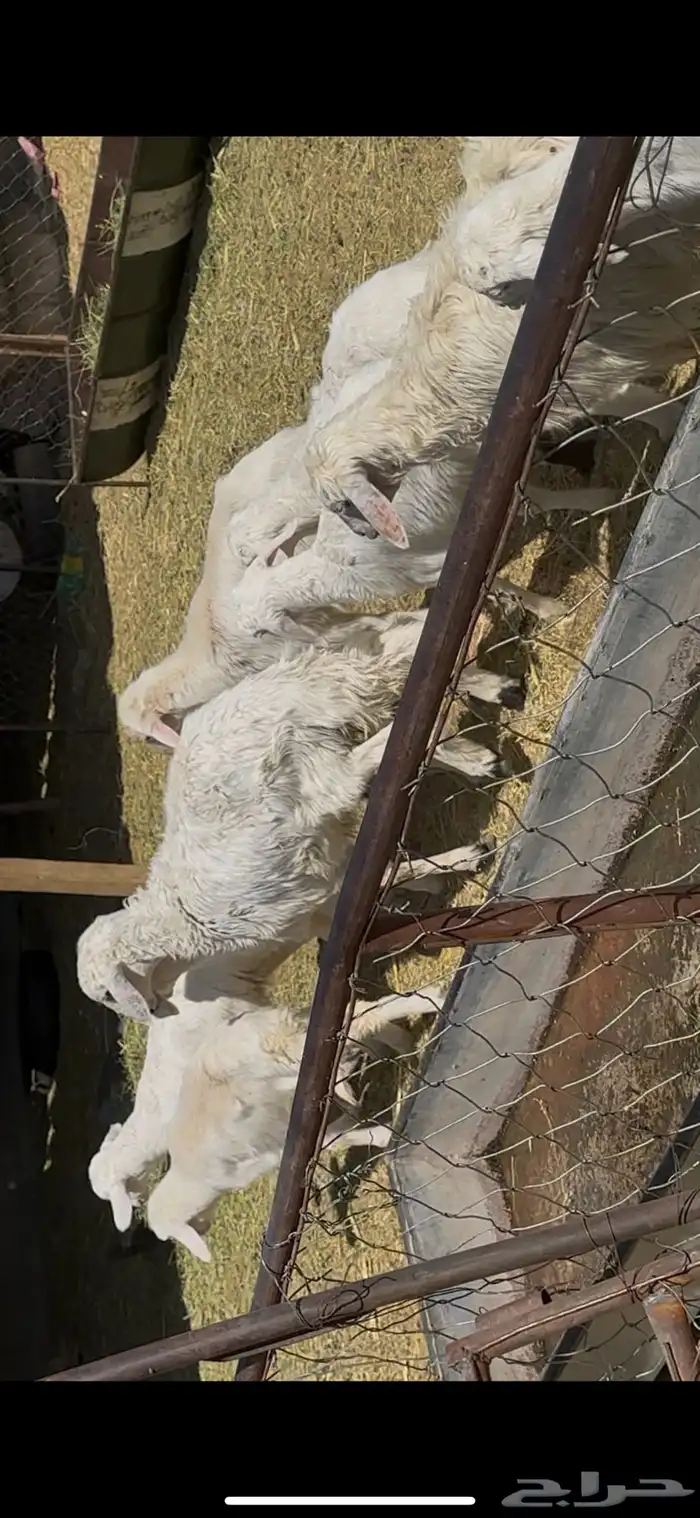 ضان متابيع 36 بهمها 22 حلال طيب 1