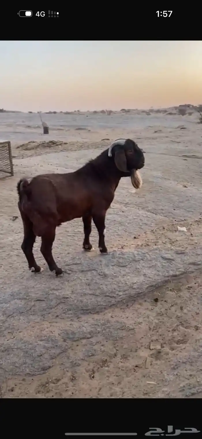 فحل كلهاري بيور دم صافي من مزرعة الباهلي شرط صحة وسلامه 0