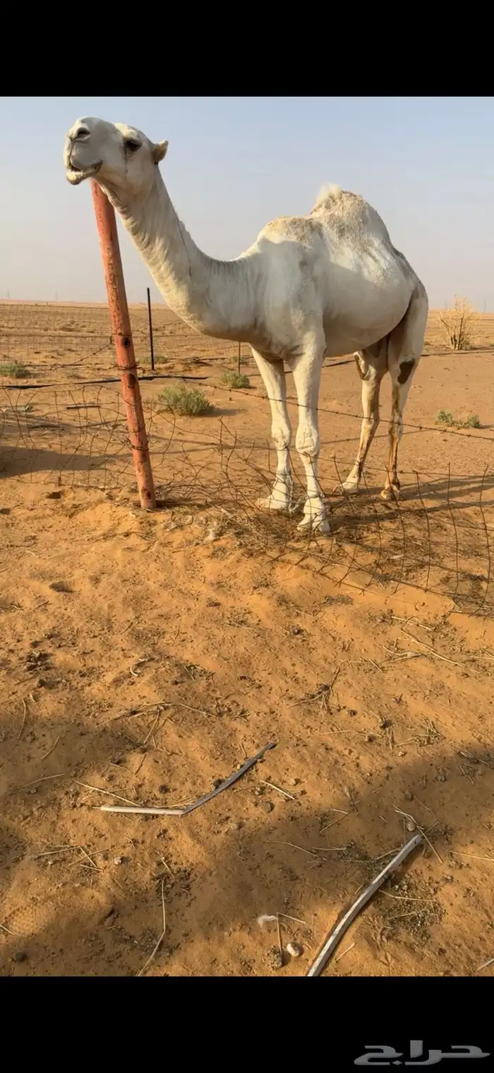 بعير يثني الشتاء ذا 0