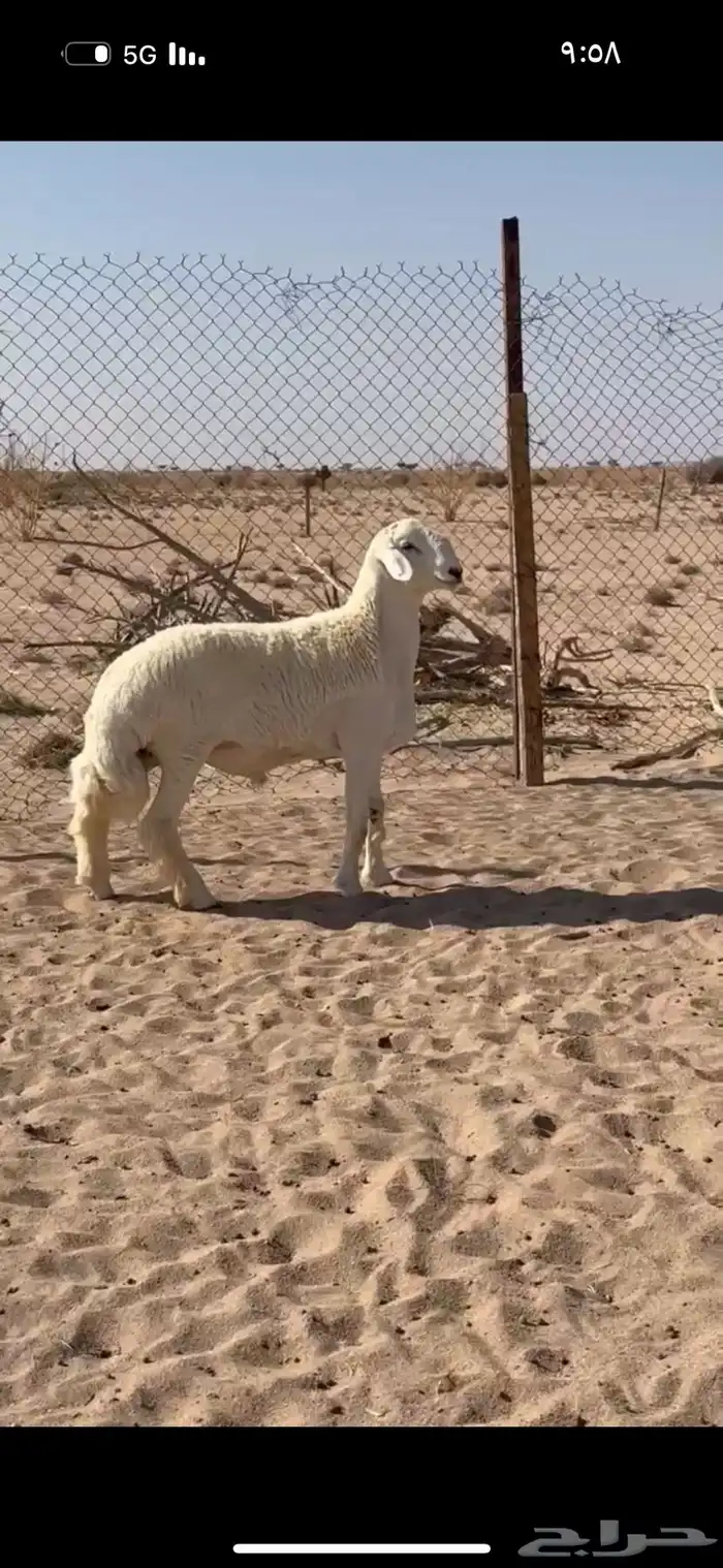 مشاريع فحول فاخره طليان من مراح كفو 7