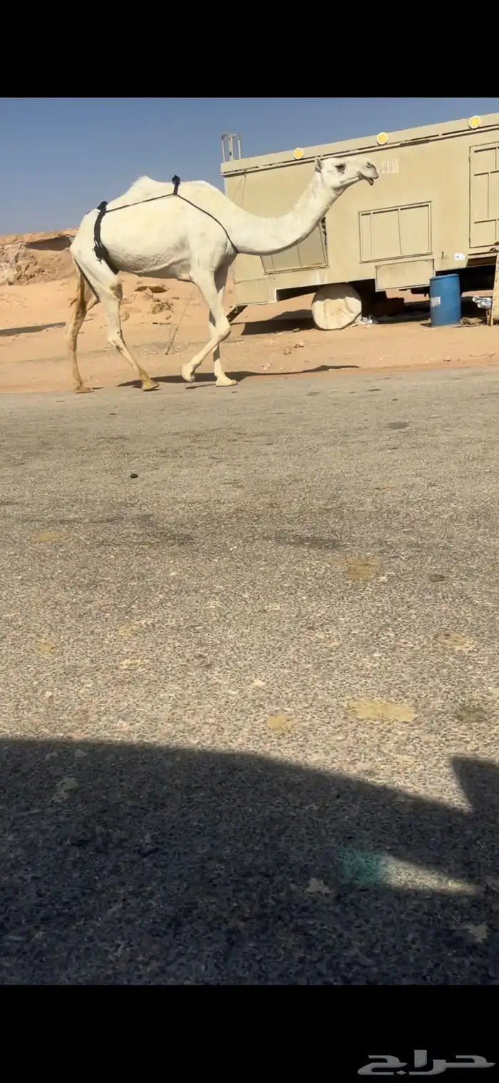 عشراء معها قعود غرنوقي وحليب وهدية وناقة ضروبة 1