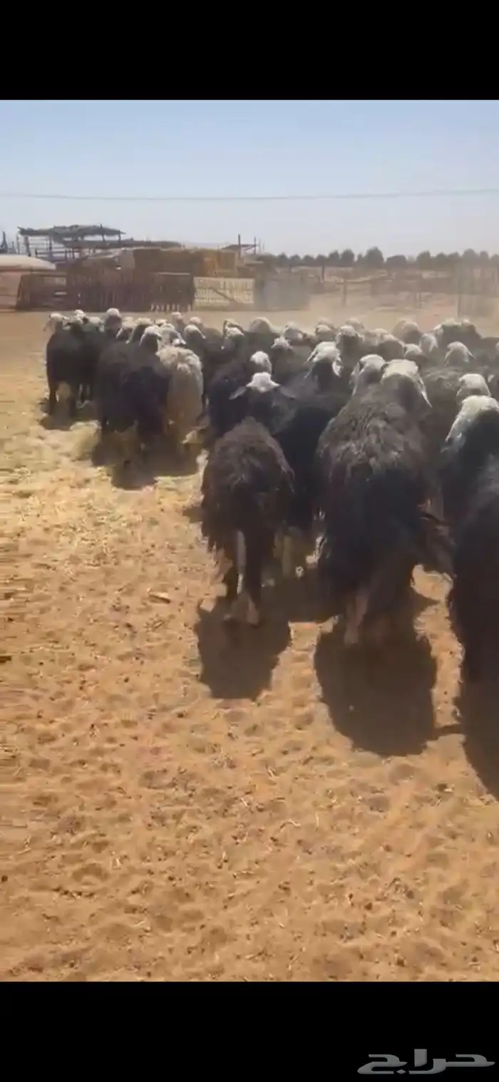 نجد دفيع شرط وليد 1