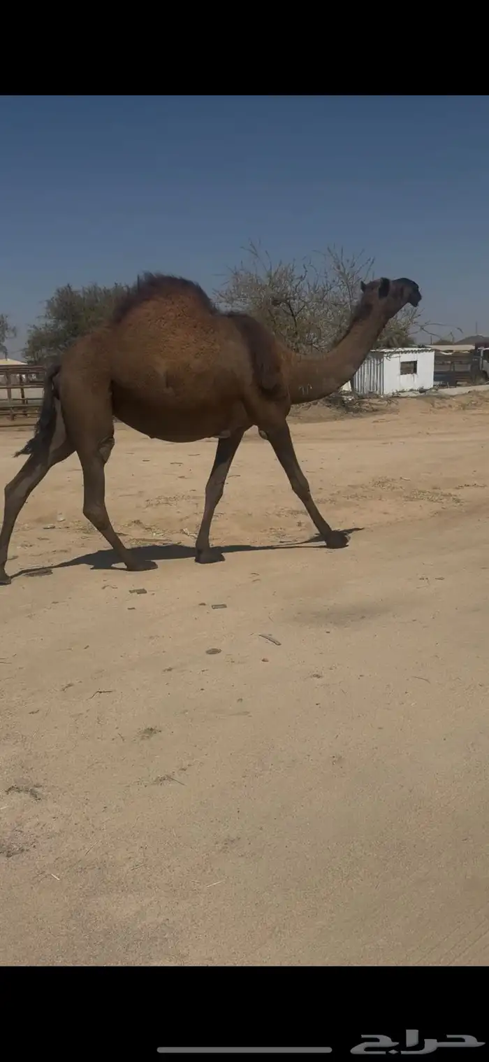 للبيع لقحتين طيبه ممشى ولون 3