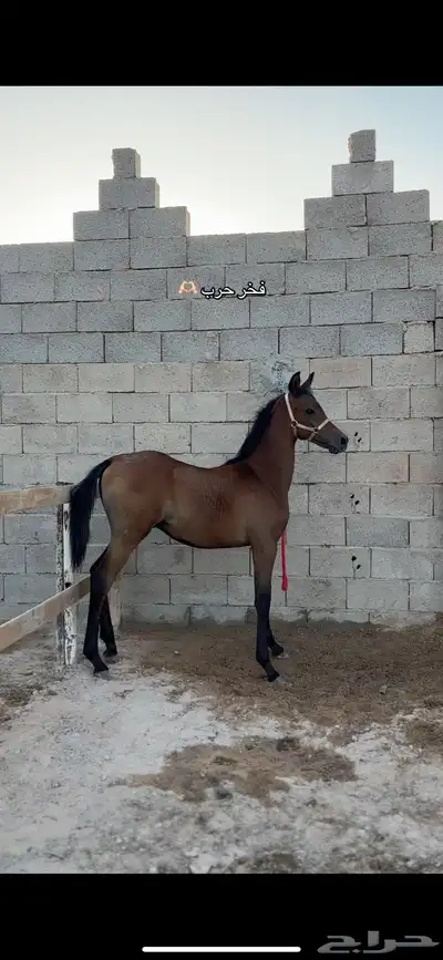 مهر واهو index