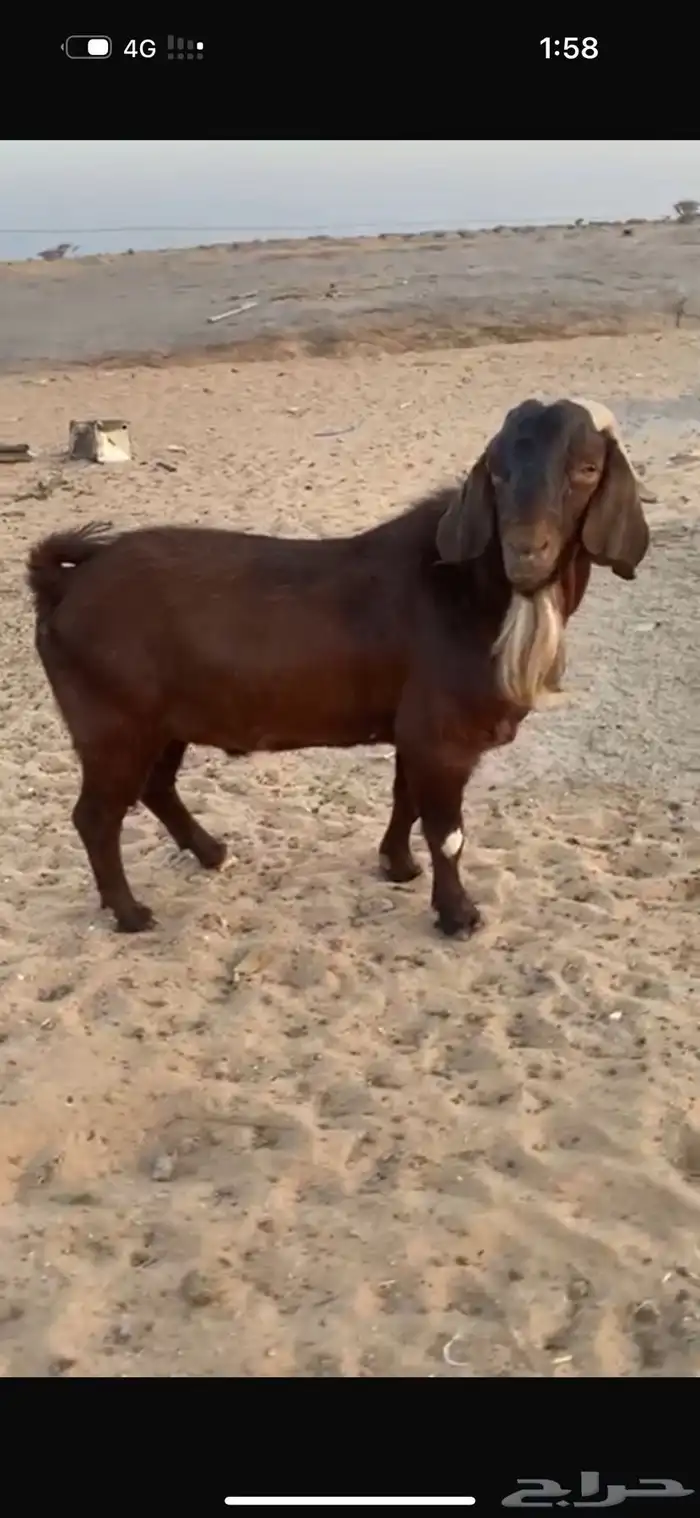 فحل كلهاري بيور دم صافي من مزرعة الباهلي شرط صحة وسلامه 2