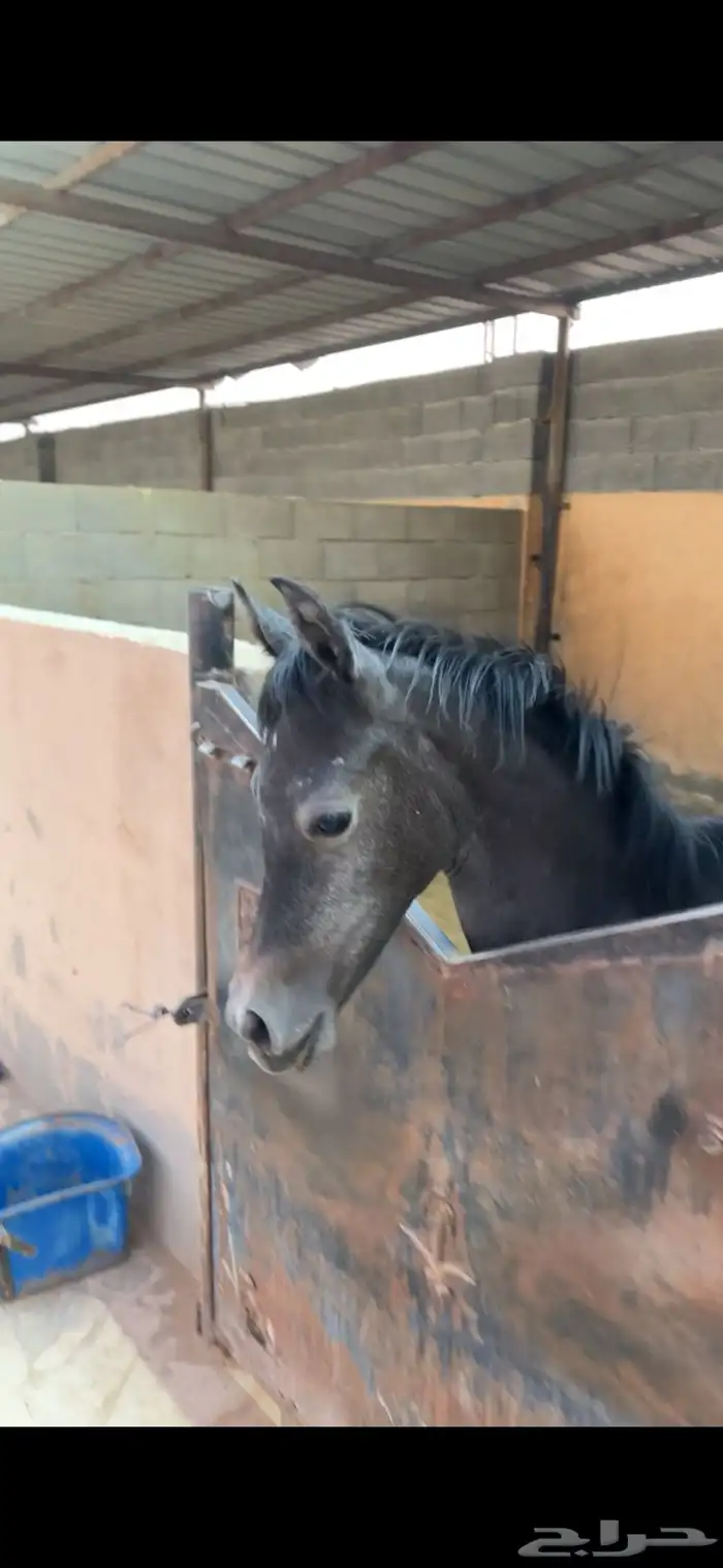 مهره شعبيه للبيع 1