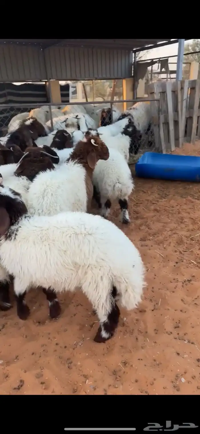 هرافا نعيم فاخر 0