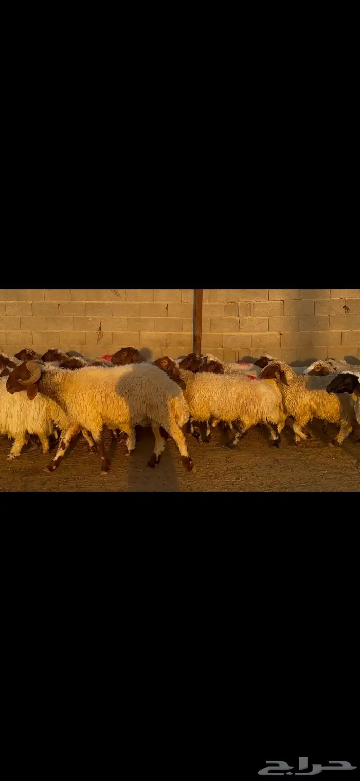 للبيع غنم نعيم طيبه وشرط الدفيع 13