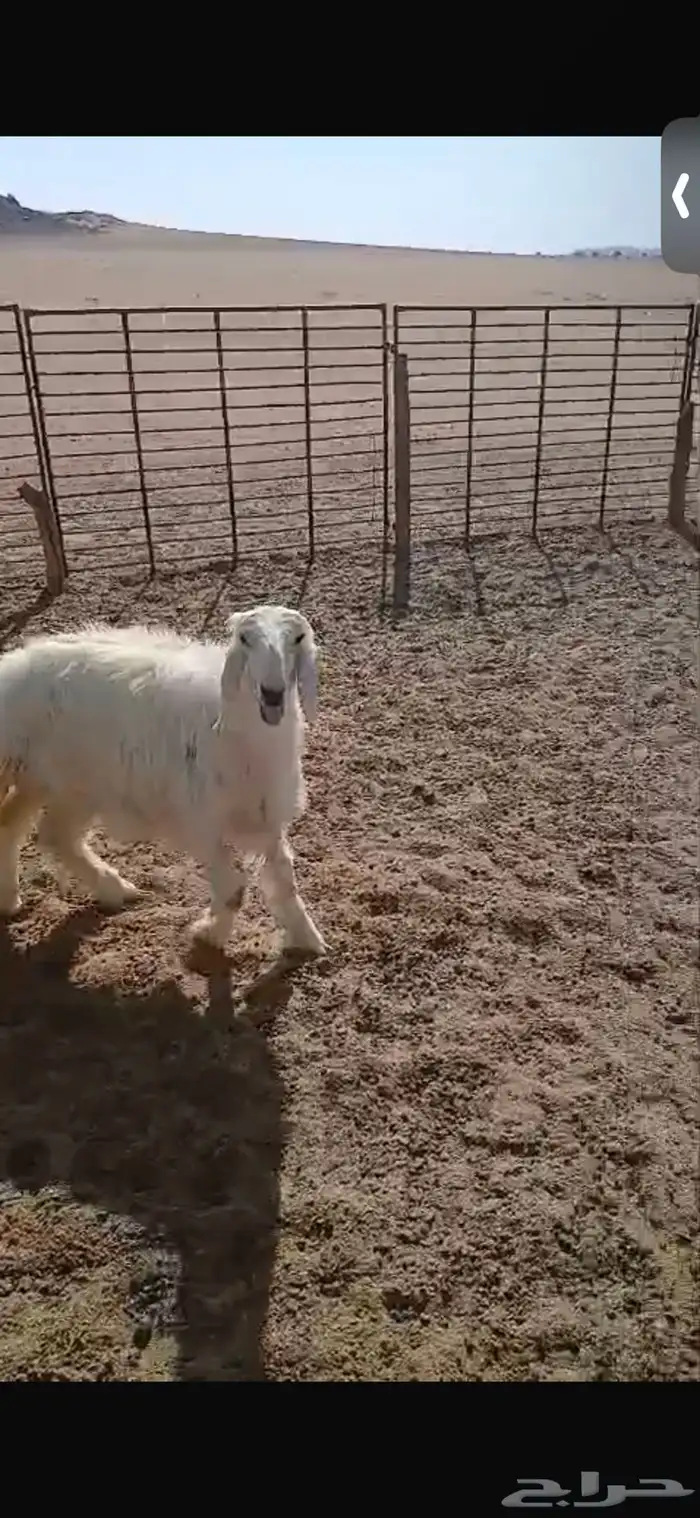 للبيع خروف ورخل عمار اربع اشهر ورخال عيسيات بيض عمار 6 اشهر 18
