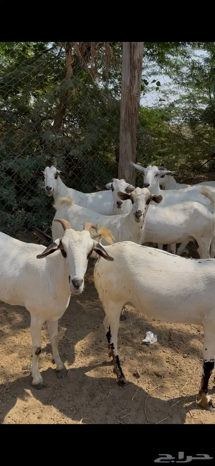 بيشيات فواخر 5