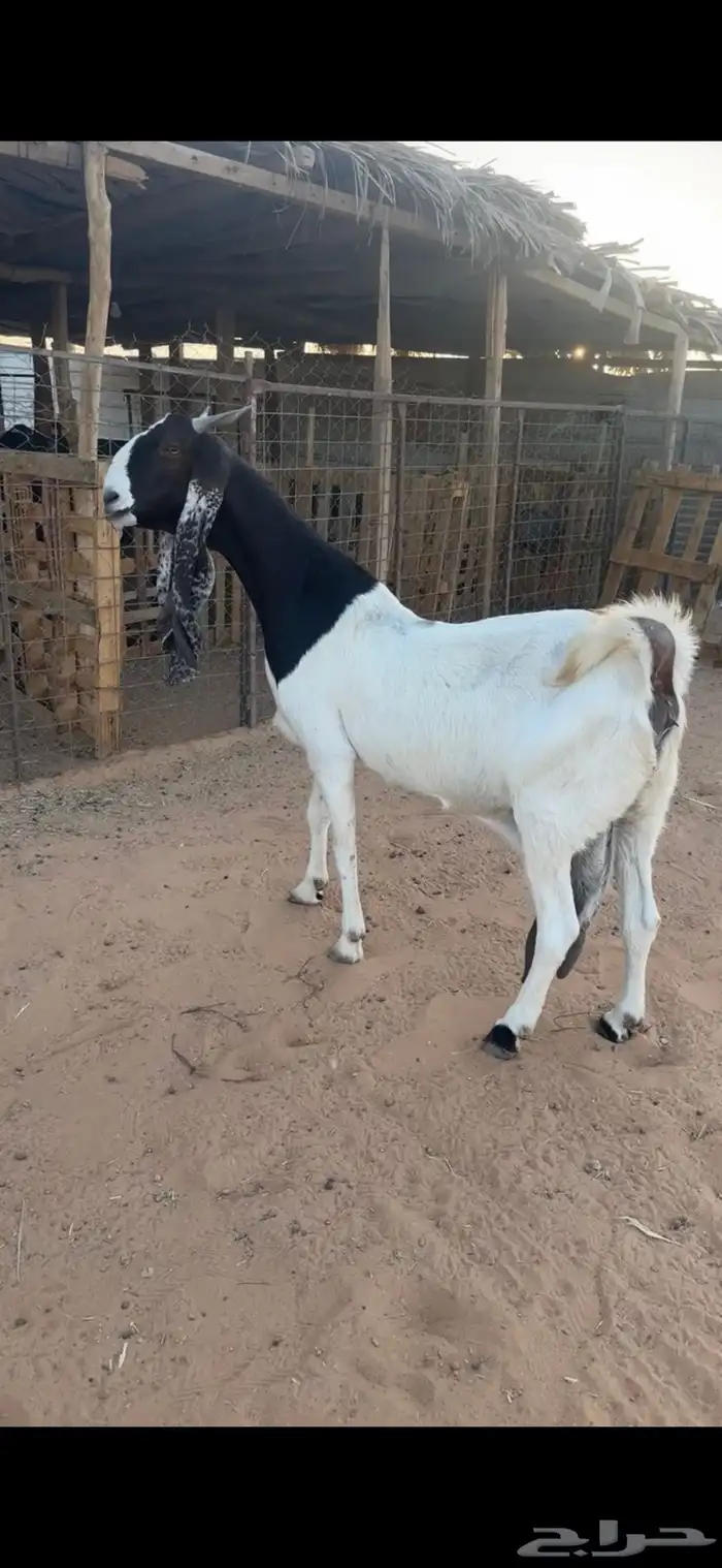 مشروكه طيب جرم ناهي 0