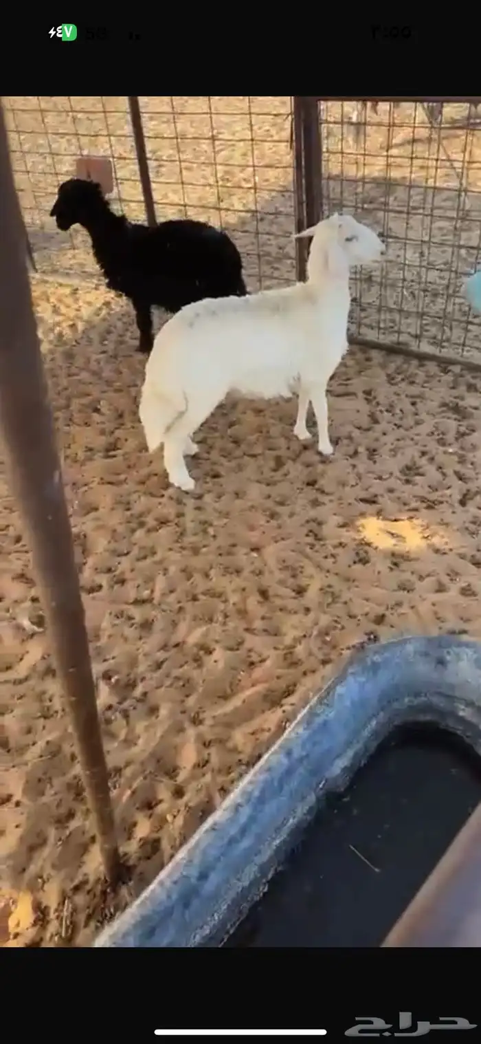 بهم حريات رخلين 1