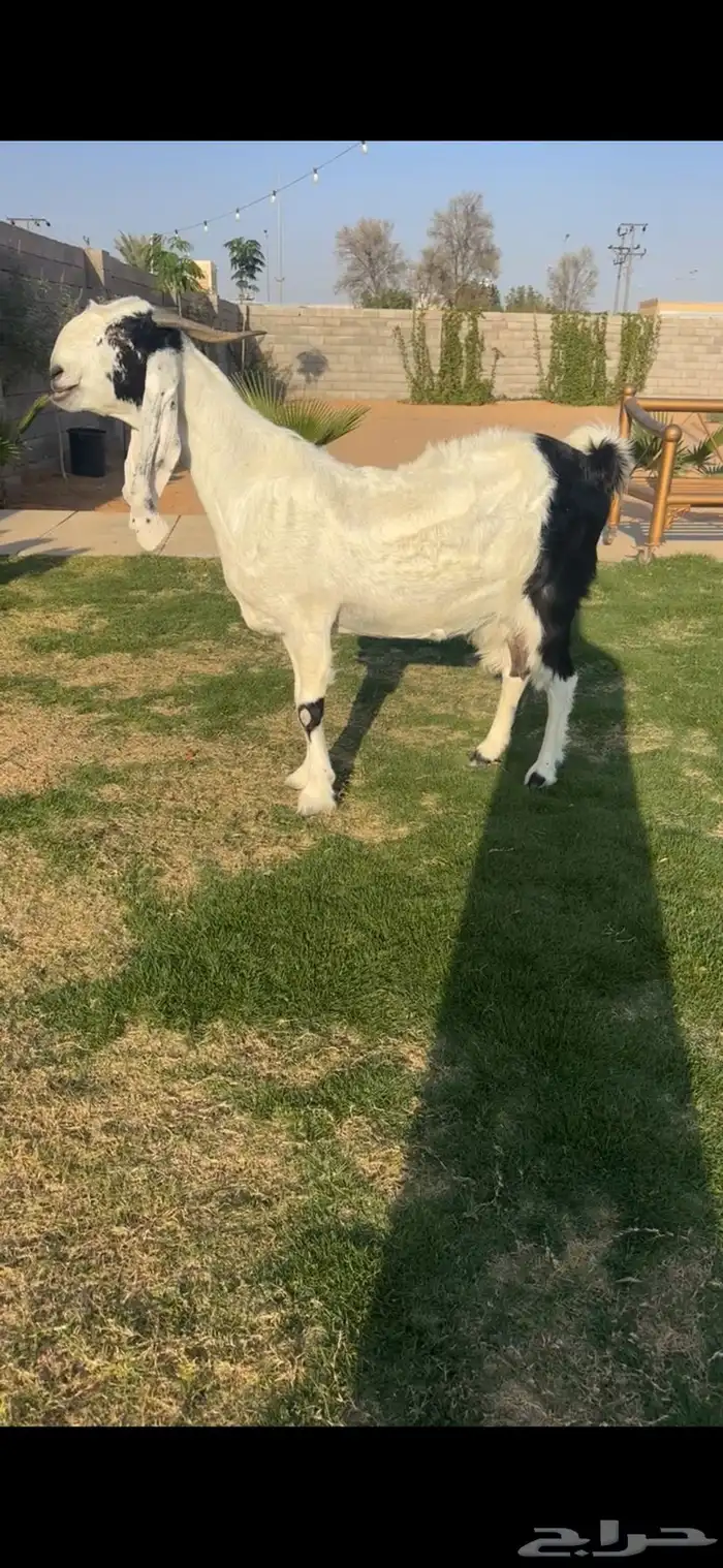 مطوره فاخره متوم بجفرتين تممم البيع 0