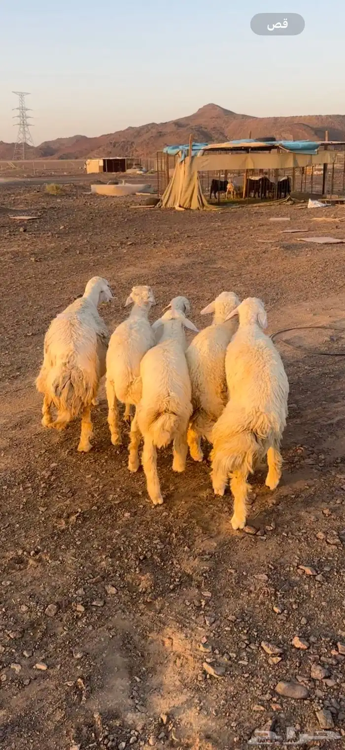 ذبايح مكرمه او مشاريع فحل 3