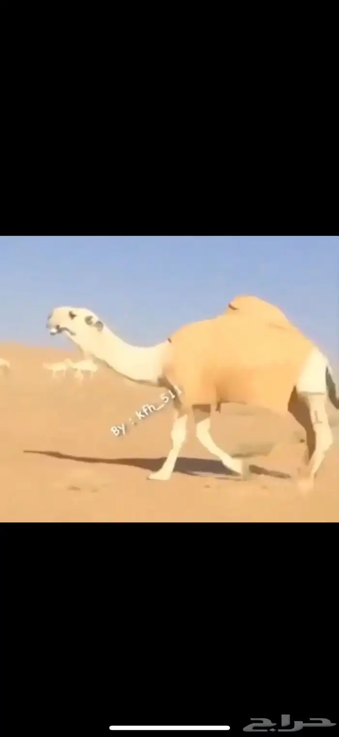 بعير يثني الشتاء ذا 2