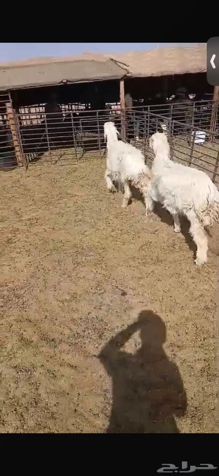 للبيع خروف ورخل عمار اربع اشهر ورخال عيسيات بيض عمار 6 اشهر 21