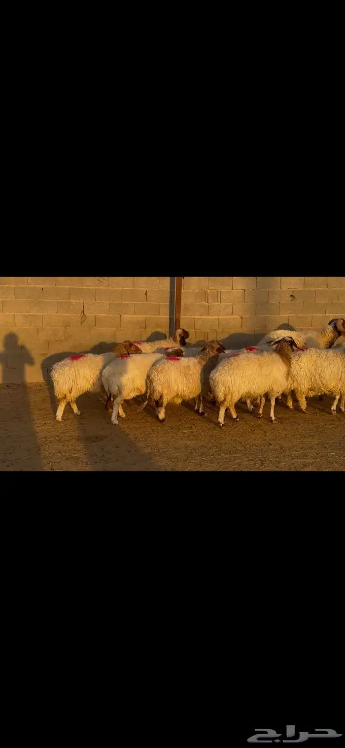 للبيع غنم نعيم طيبه وشرط الدفيع 6
