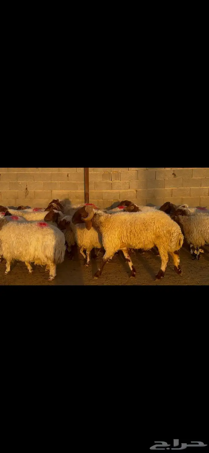 للبيع غنم نعيم طيبه وشرط الدفيع 14