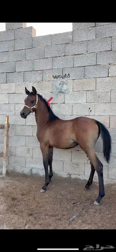 مهر واهو index