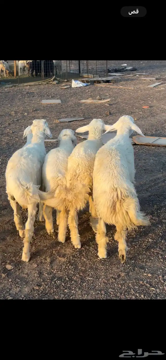 ذبايح مكرمه او مشاريع فحل 2