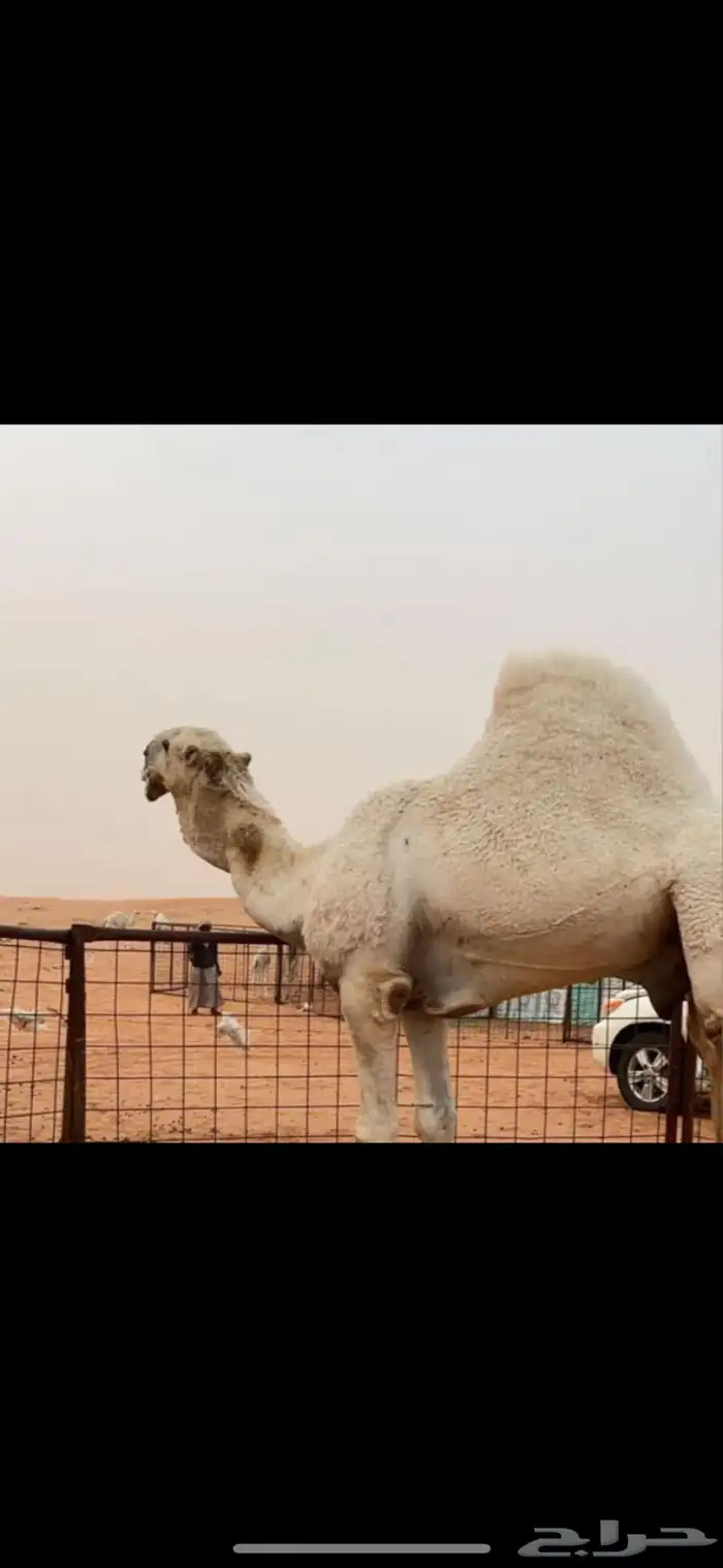 بعير يثني الشتاء ذا 1