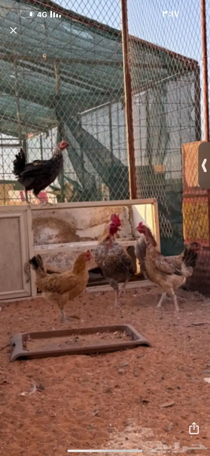 للبيع خروف ورخل عمار اربع اشهر ورخال عيسيات بيض عمار 6 اشهر 0