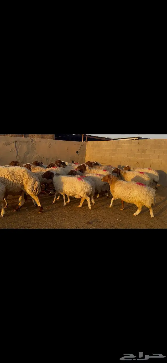 للبيع غنم نعيم طيبه وشرط الدفيع 7