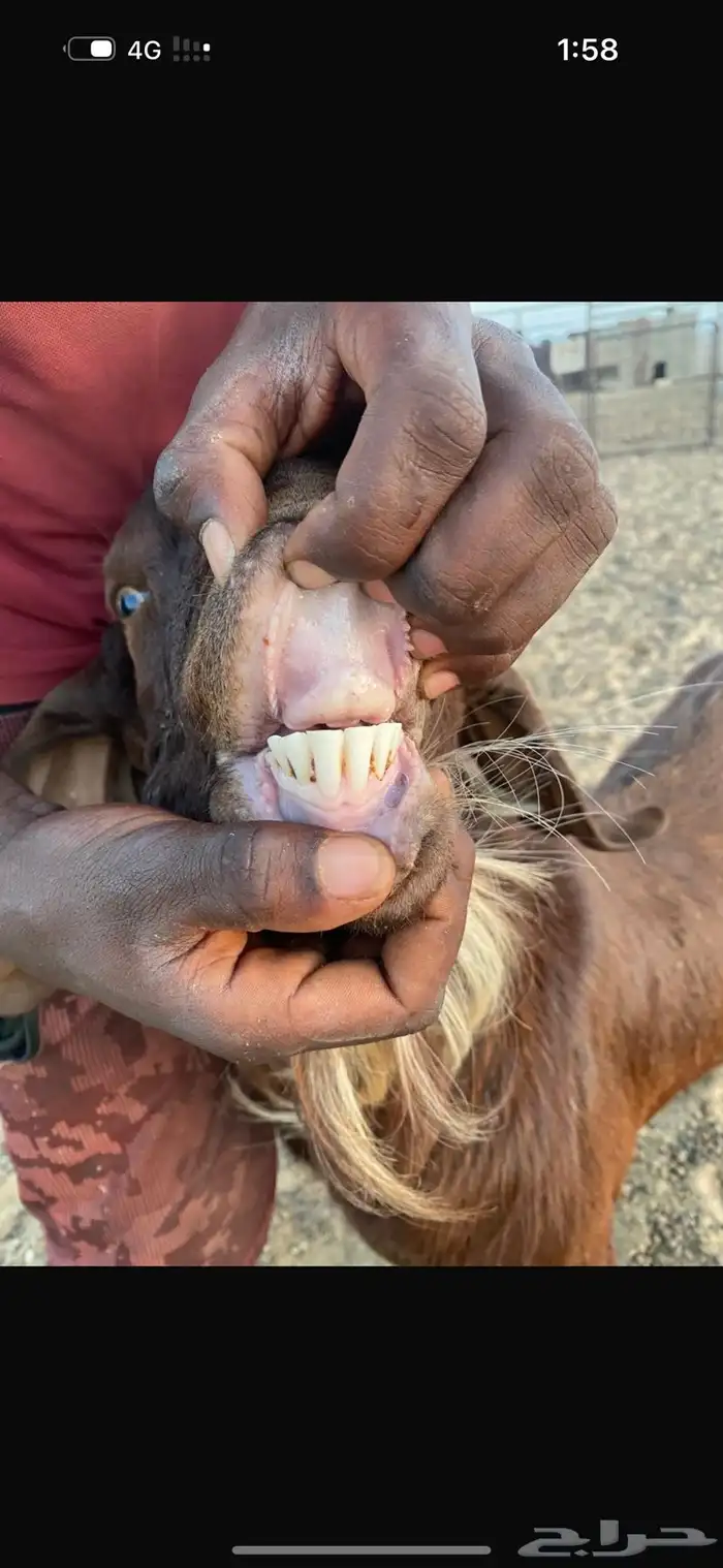 فحل كلهاري بيور دم صافي من مزرعة الباهلي شرط صحة وسلامه 4