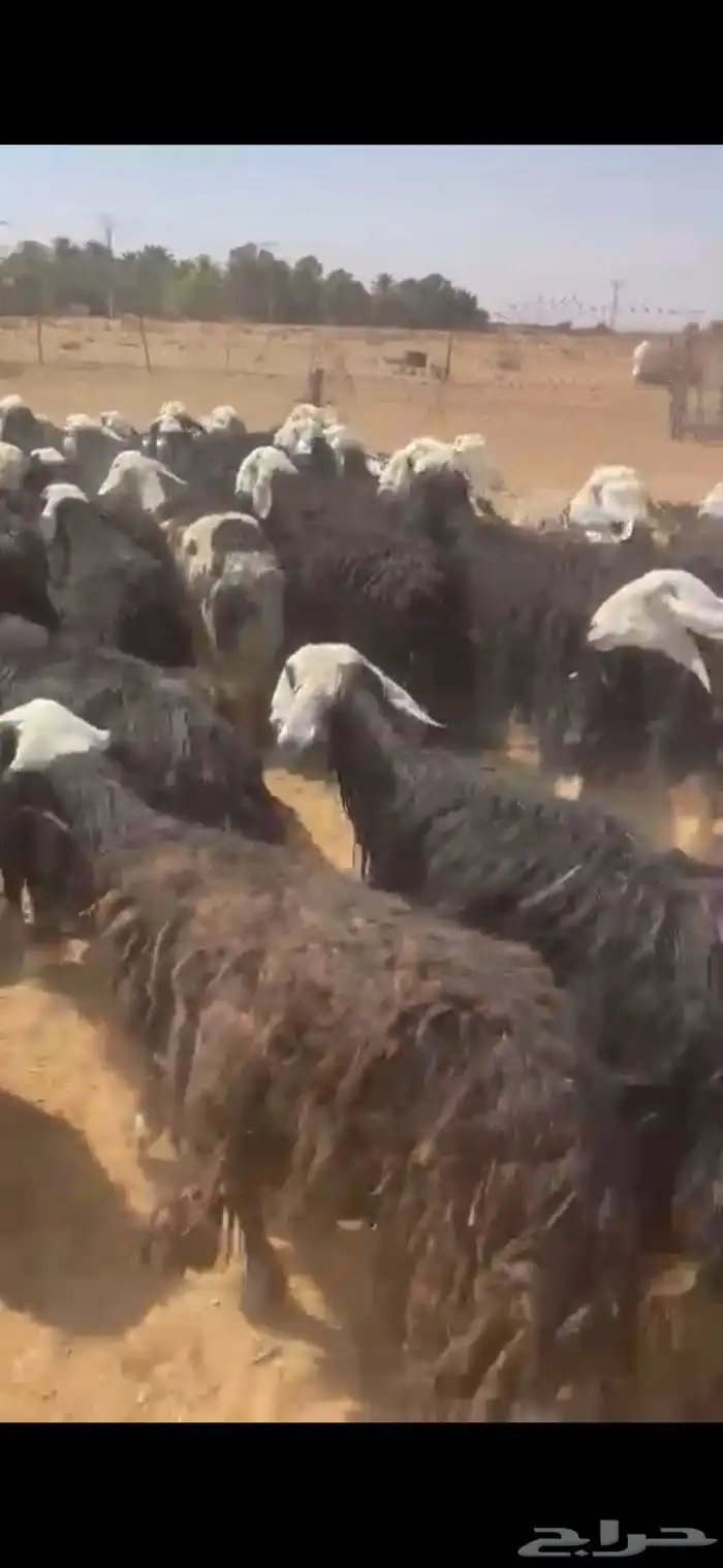 نجد دفيع شرط وليد 2