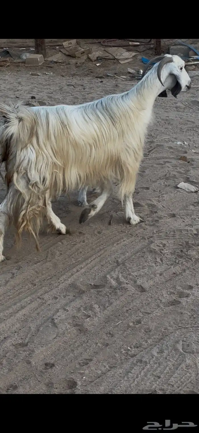 عنز مصريه بيضاء صنف والد متاومه تحتها 2 تيس وجفره 1