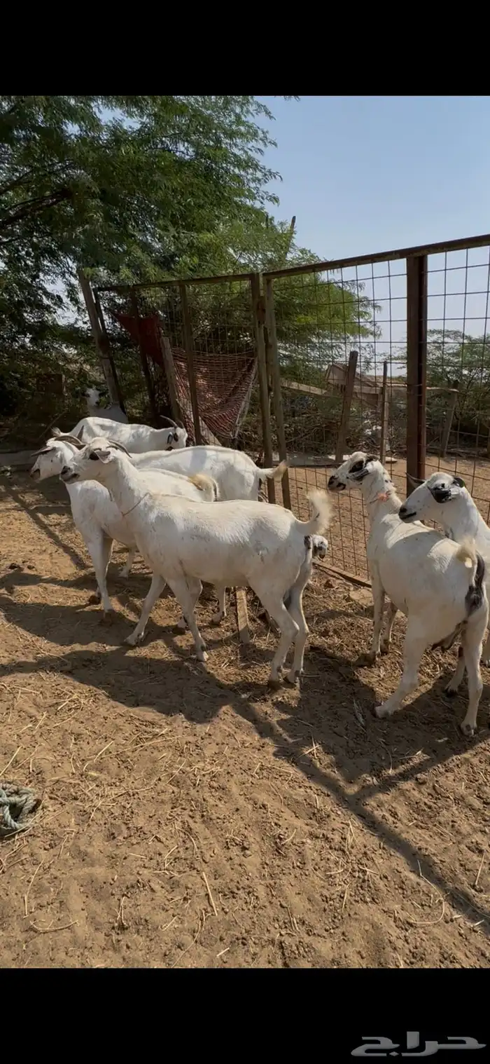 بيشيات فواخر 1