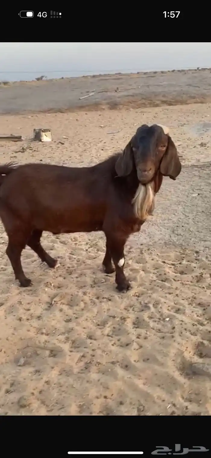 فحل كلهاري بيور دم صافي من مزرعة الباهلي شرط صحة وسلامه 1